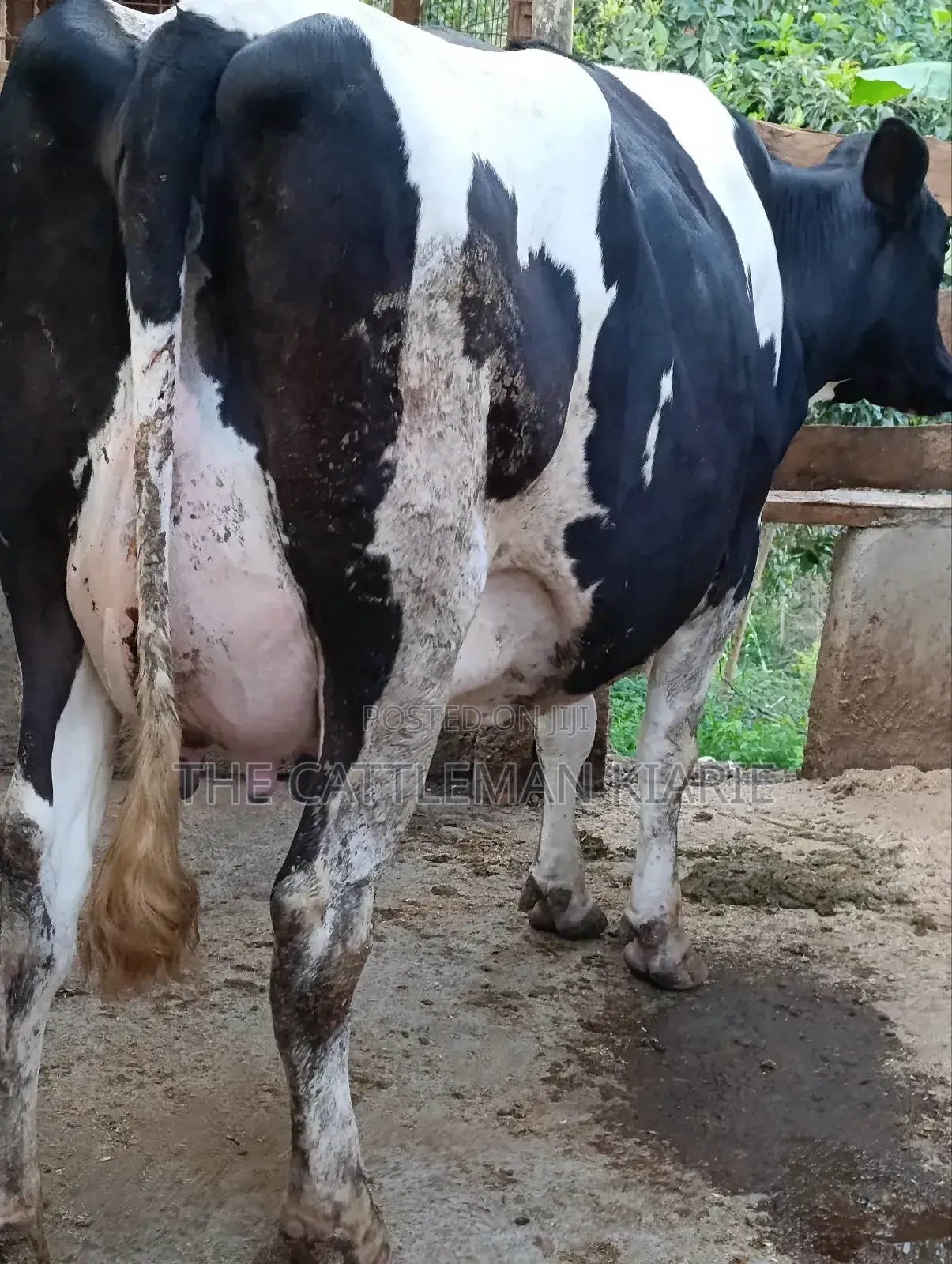 Githunguri Dairy Cows