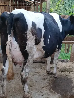 Githunguri Dairy Cows