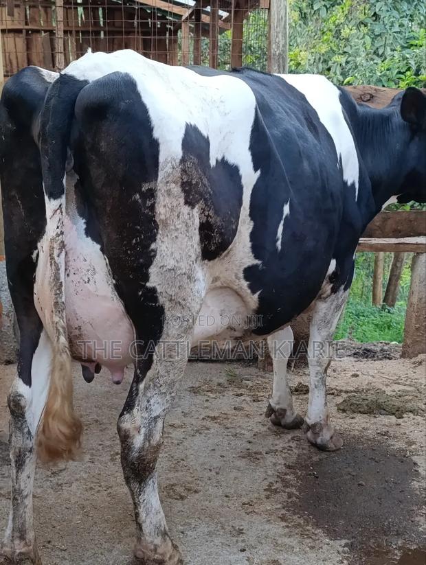 Githunguri Dairy Cows - thumbnail 4