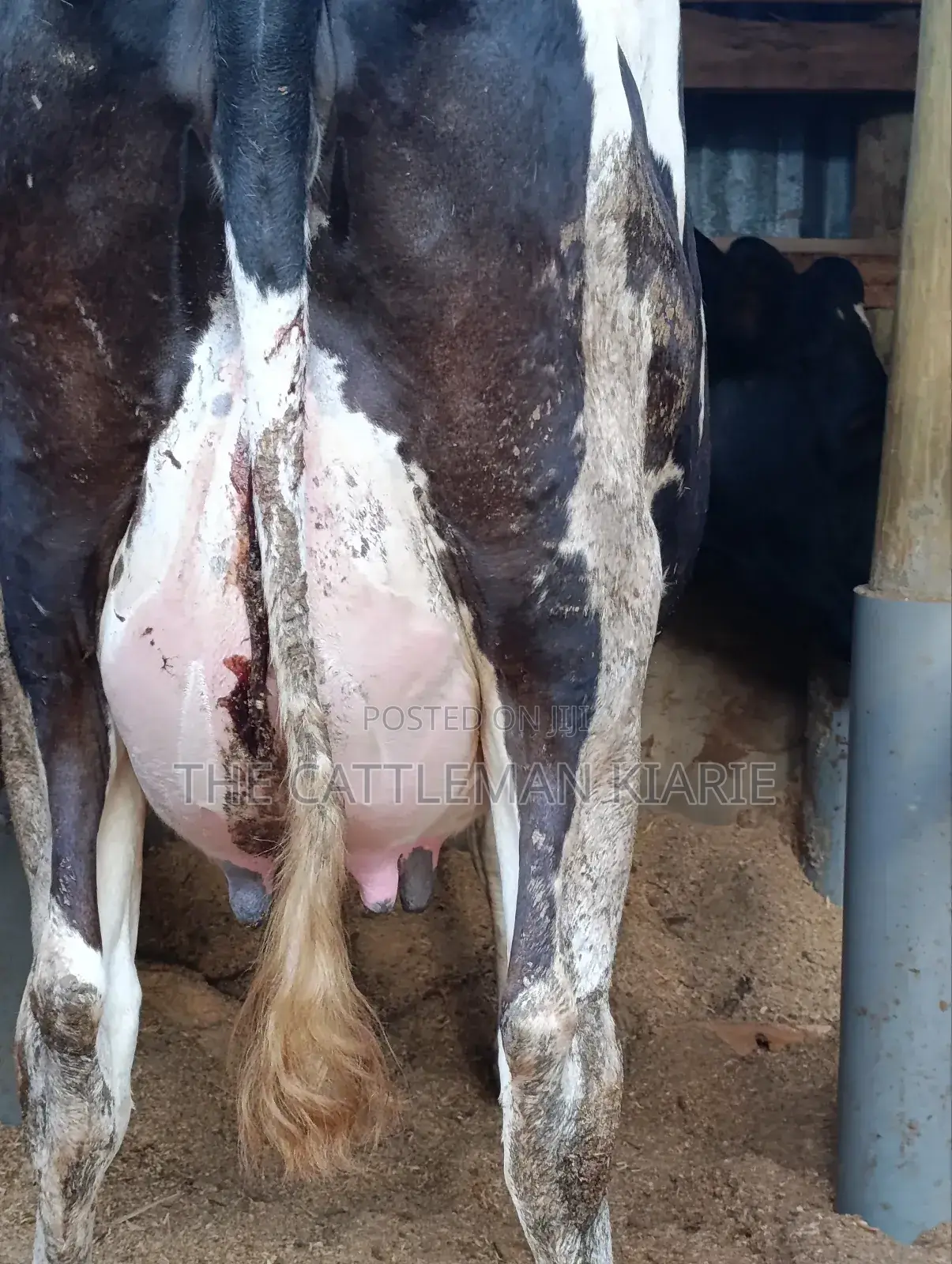 Githunguri Dairy Cows