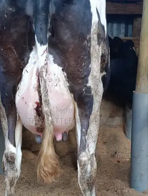Githunguri Dairy Cows