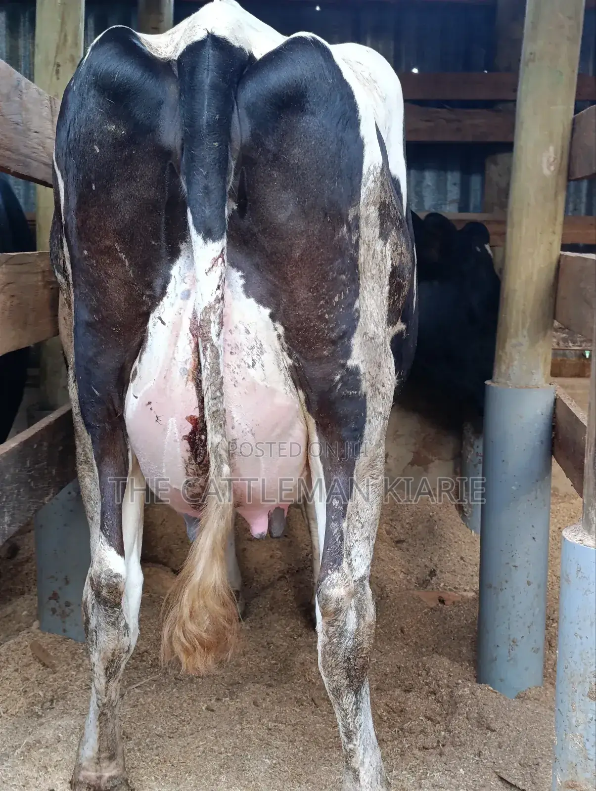 Githunguri Dairy Cows