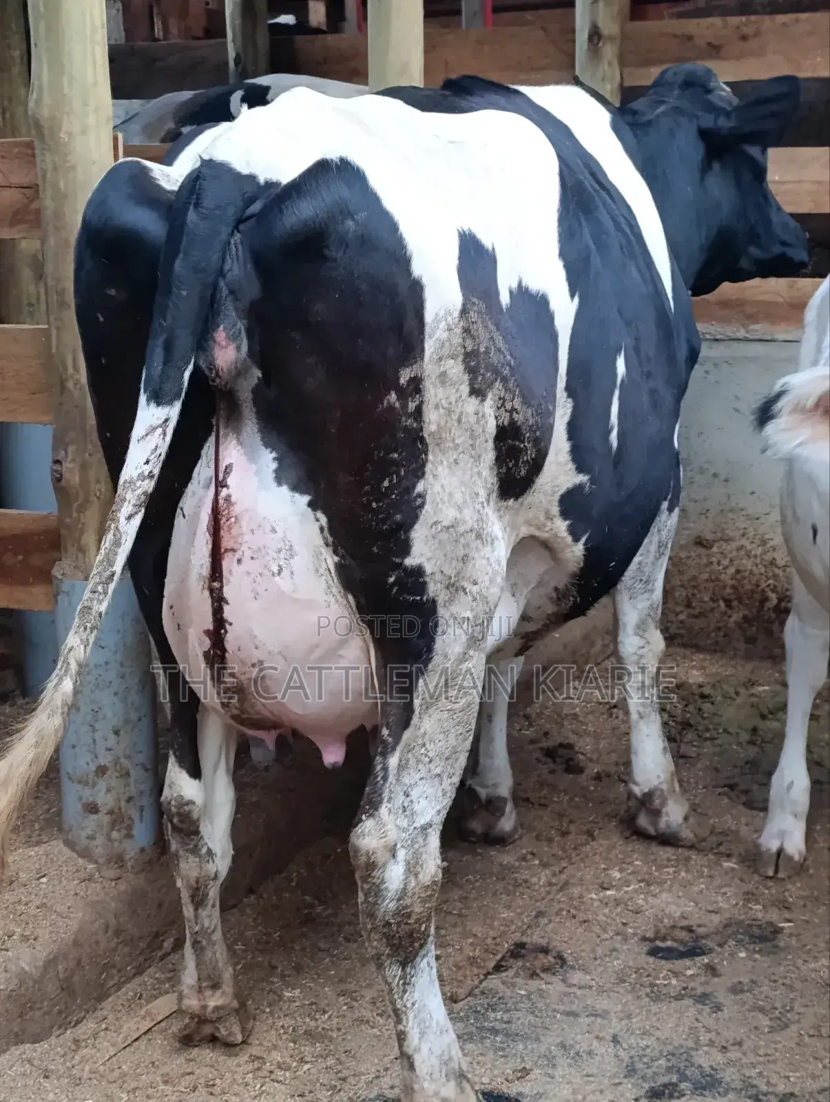 Githunguri Dairy Cows