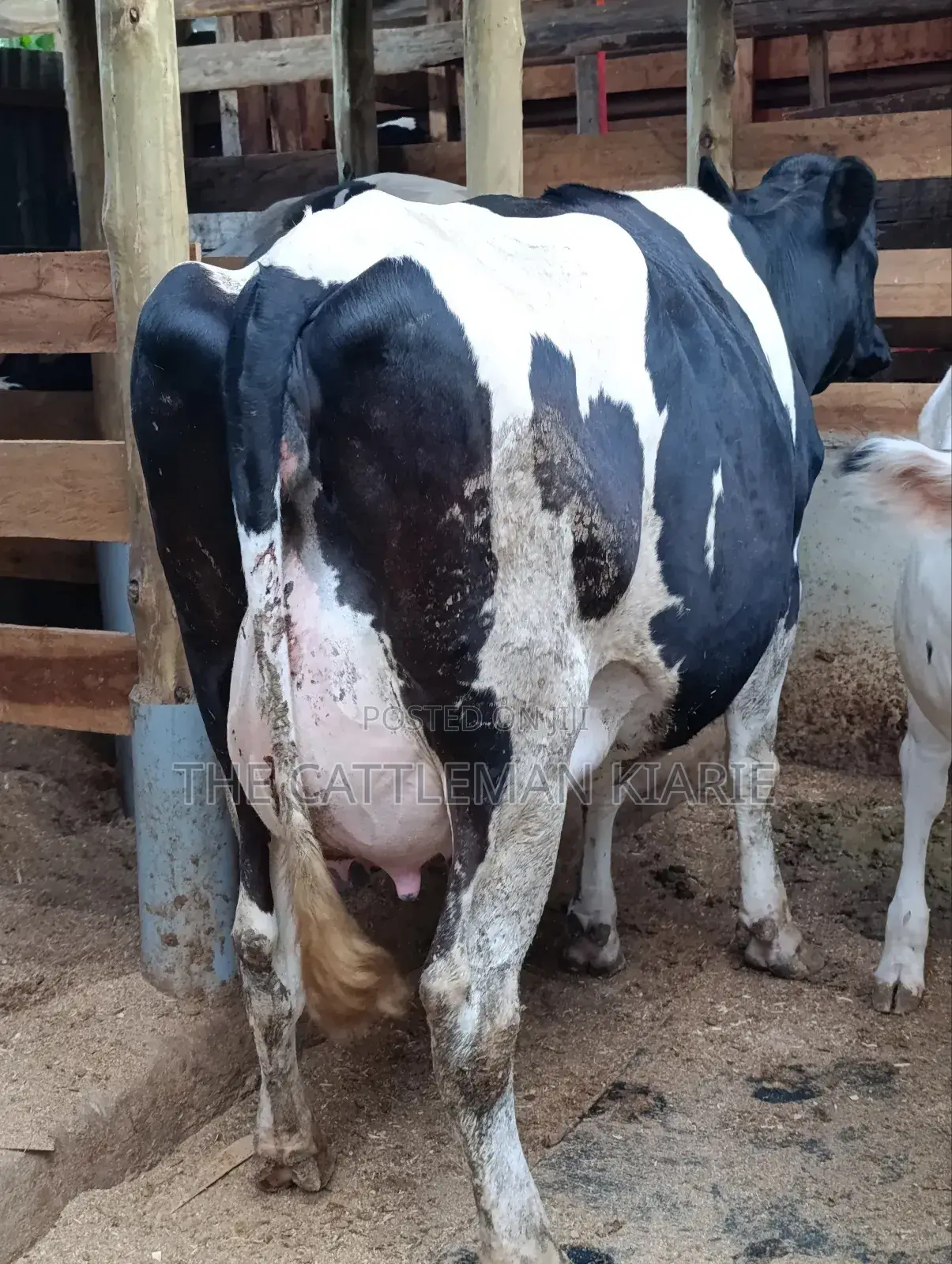 Githunguri Dairy Cows