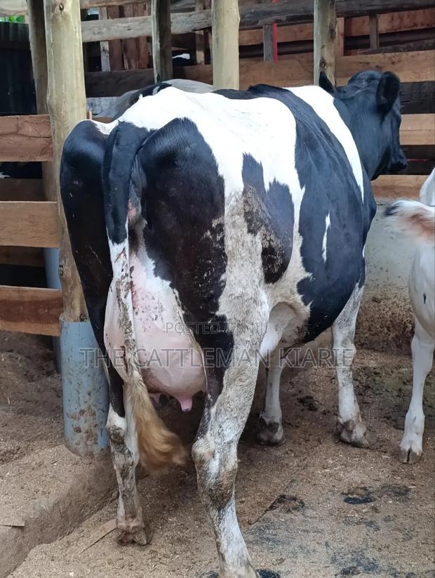 Githunguri Dairy Cows - thumbnail 8