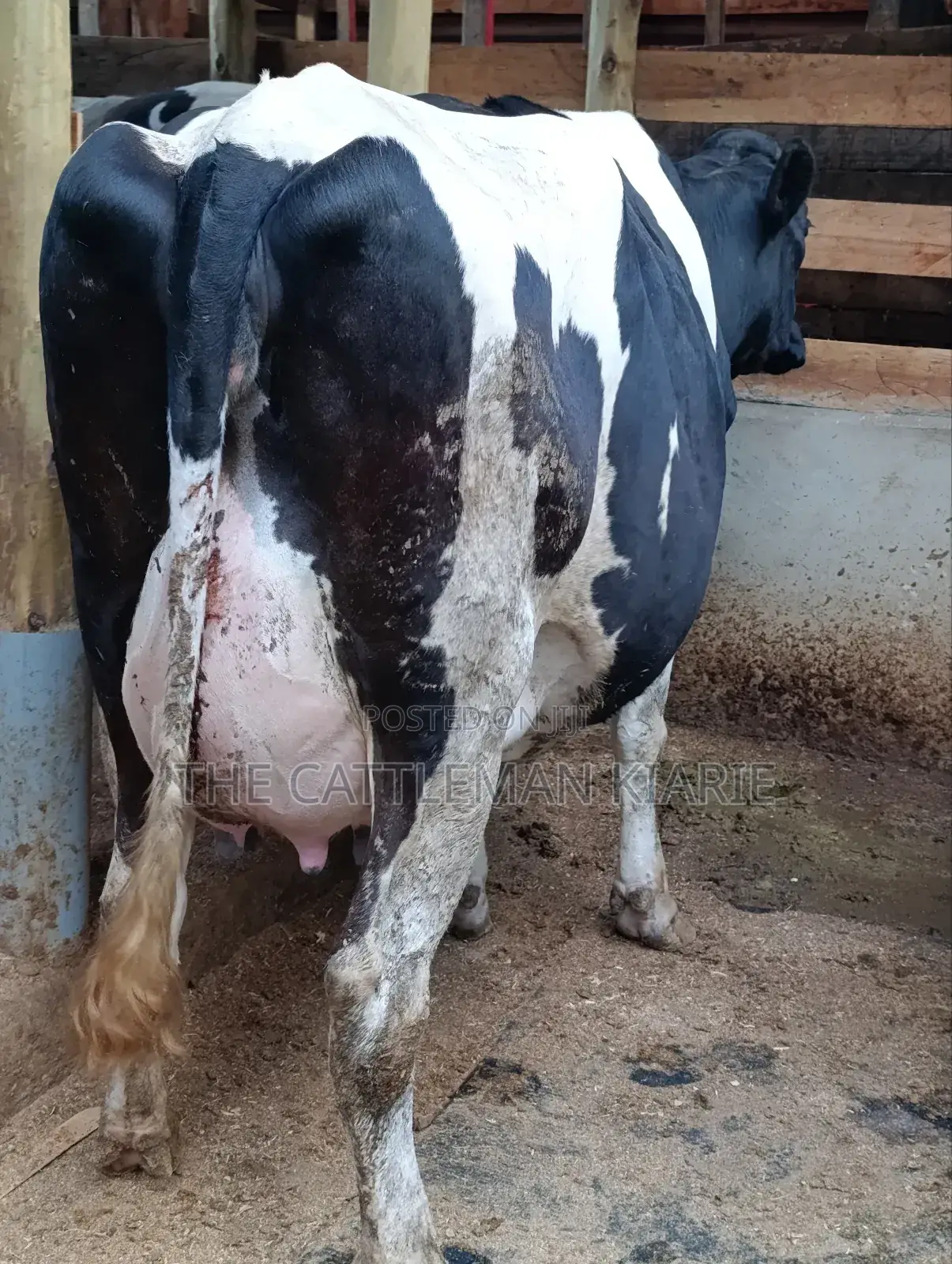 Githunguri Dairy Cows