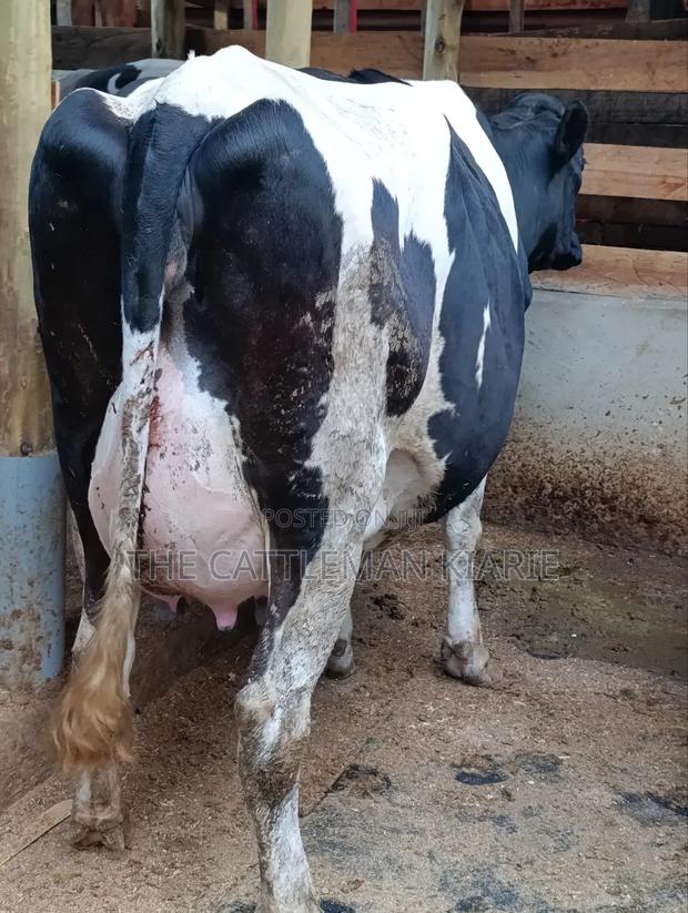 Githunguri Dairy Cows - thumbnail 9