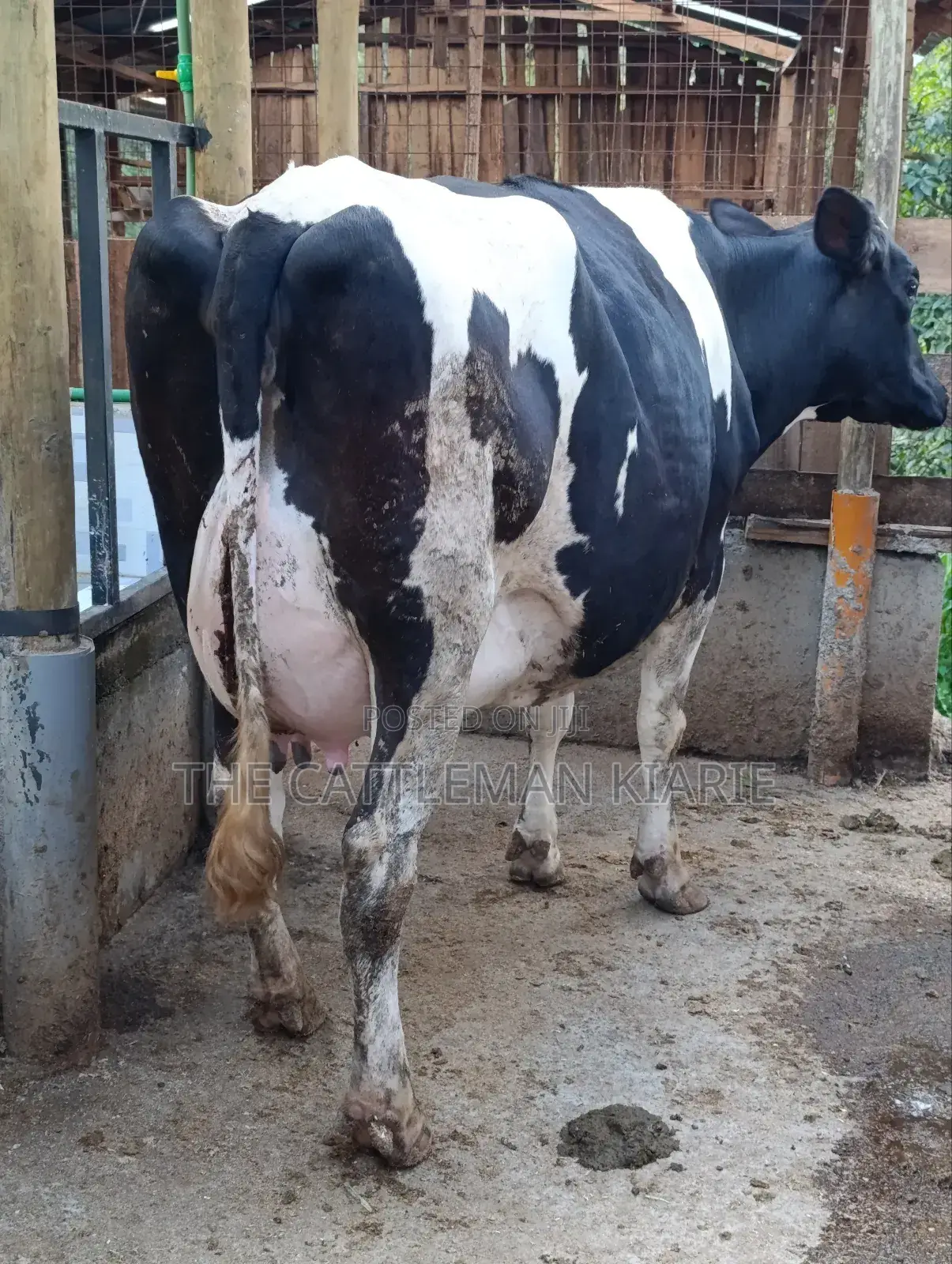 Githunguri Dairy Cows