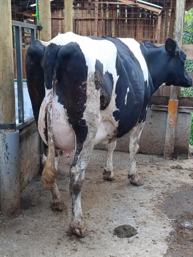 Githunguri Dairy Cows - thumbnail 10