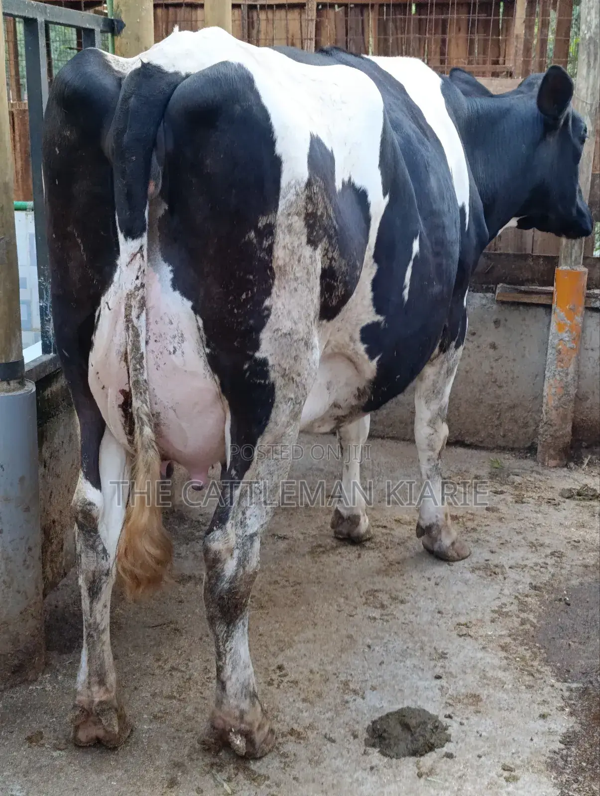 Githunguri Dairy Cows