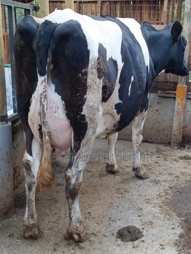 Githunguri Dairy Cows - thumbnail 11