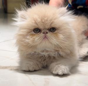 1-3 months Female Purebred Persian - thumbnail 2