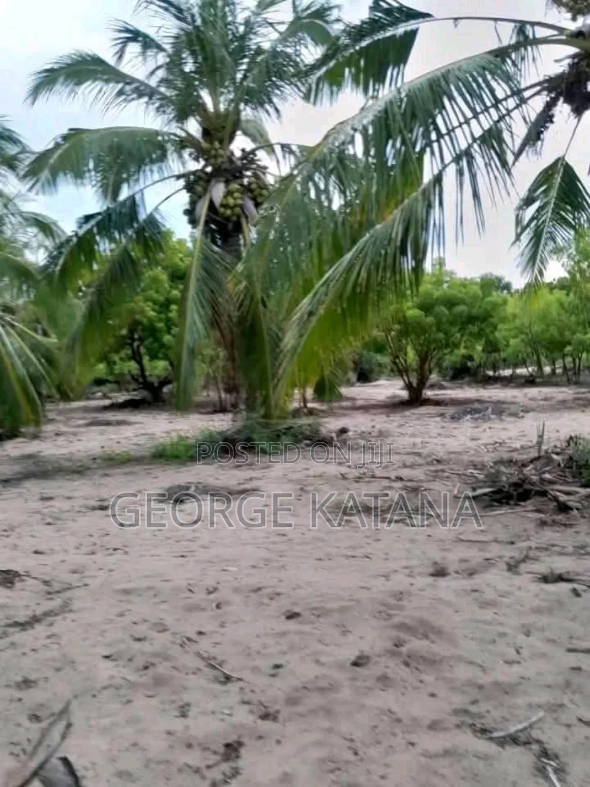 Buy/Sell Beach Plot