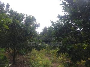 Developed Shamba for Sale - thumbnail 2