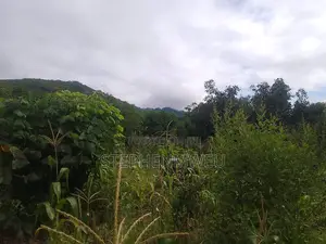 Developed Shamba for Sale