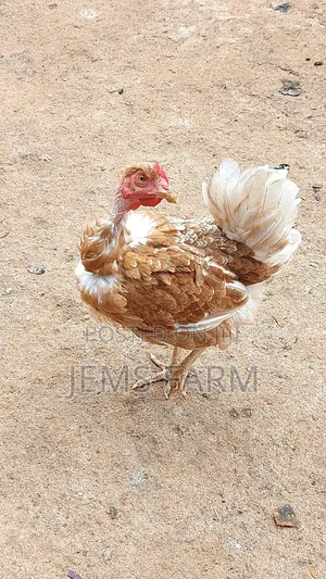 Mature Laying Pure Kienyeji Hens