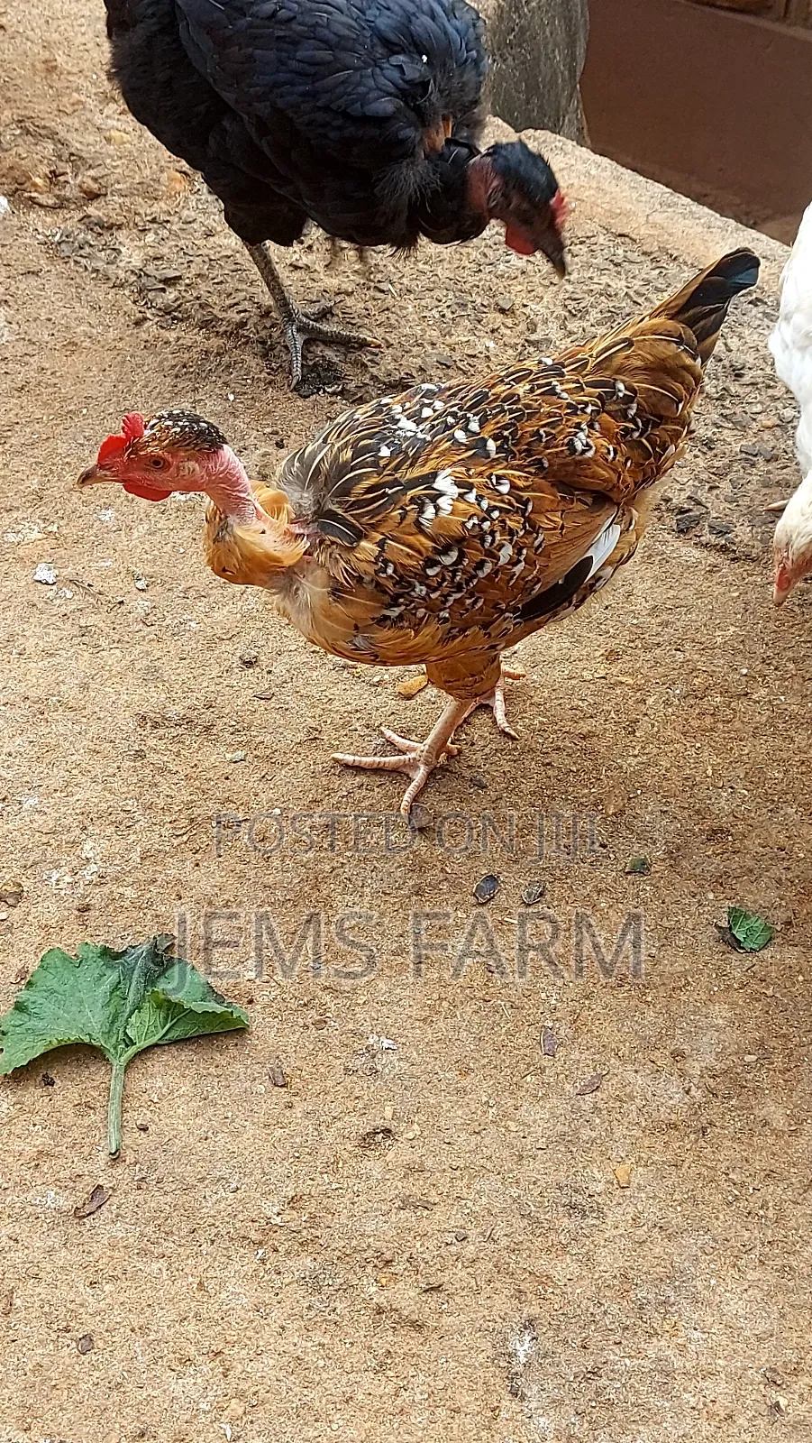Mature Laying Pure Kienyeji Hens