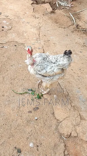 Mature Laying Pure Kienyeji Hens