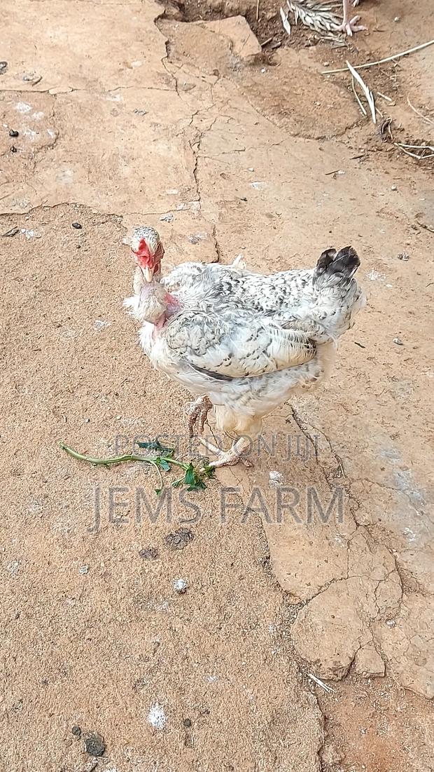 Mature Laying Pure Kienyeji Hens - thumbnail 3