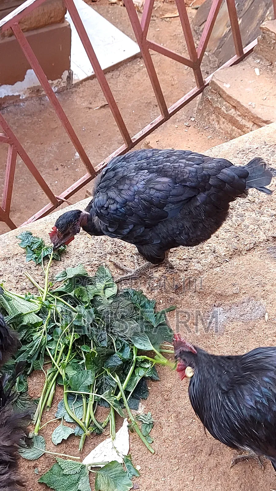 Mature Laying Pure Kienyeji Hens