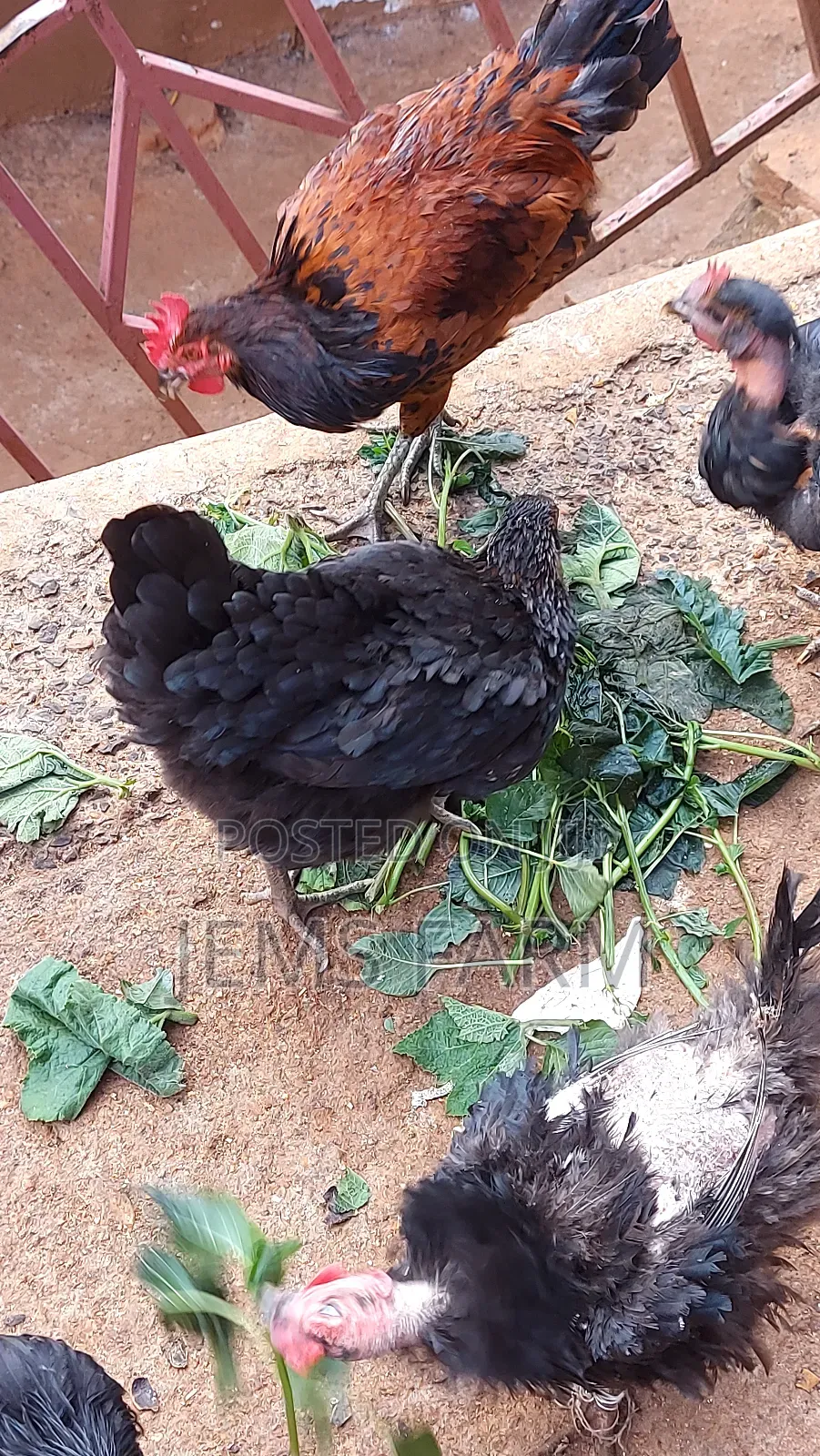 Mature Laying Pure Kienyeji Hens