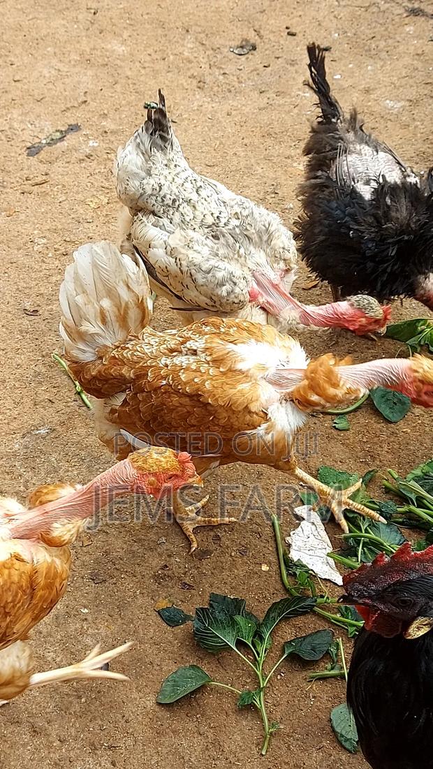 Mature Laying Pure Kienyeji Hens - thumbnail 6