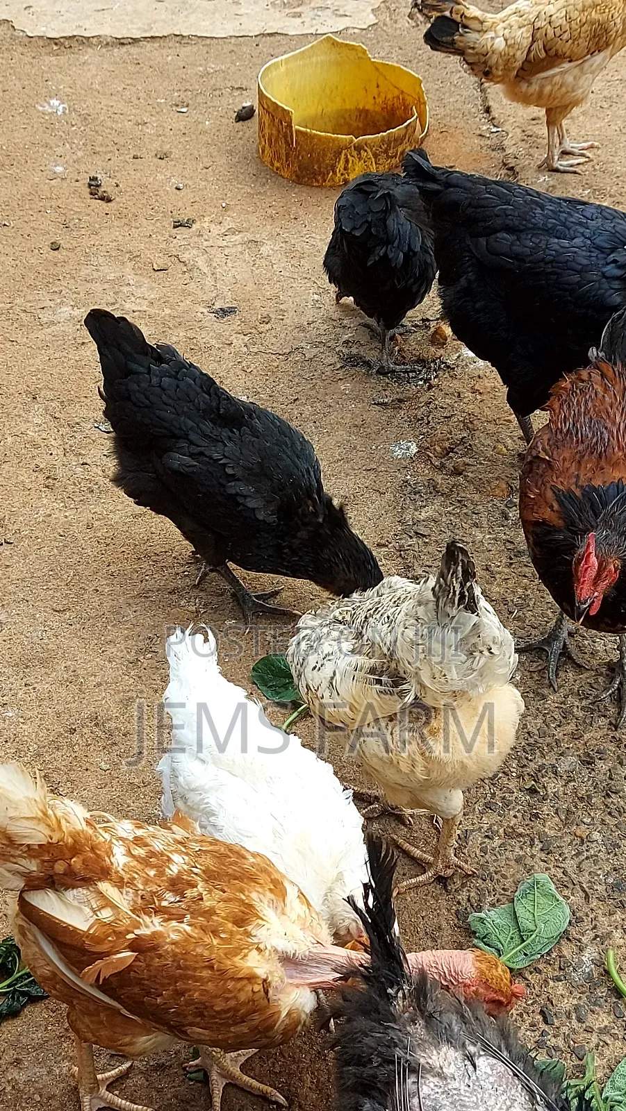 Mature Laying Pure Kienyeji Hens