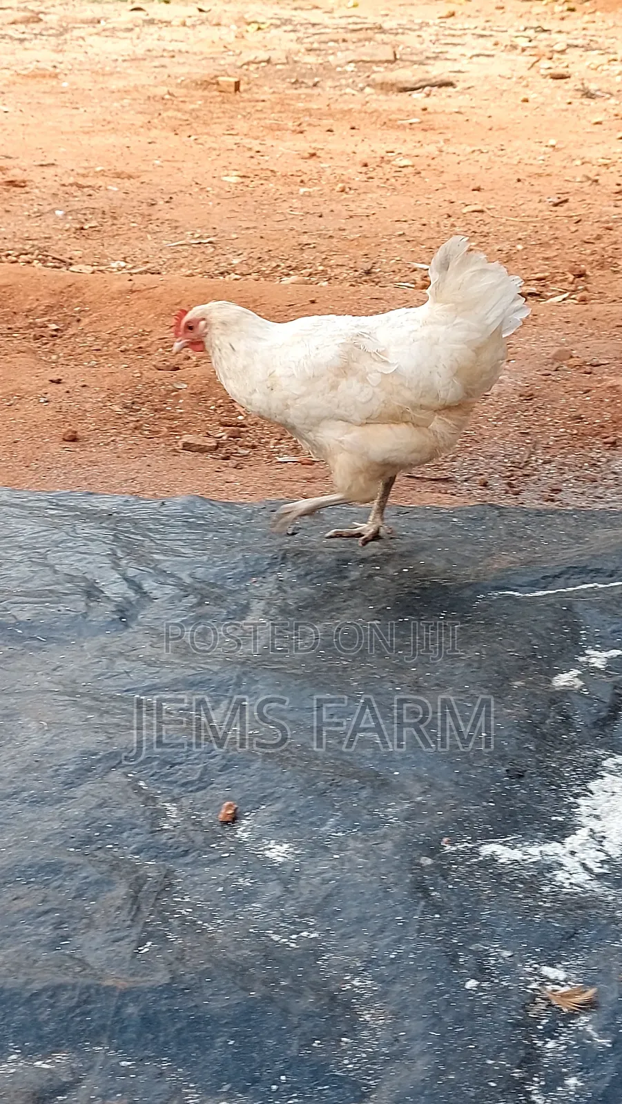 Mature Laying Pure Kienyeji Hens