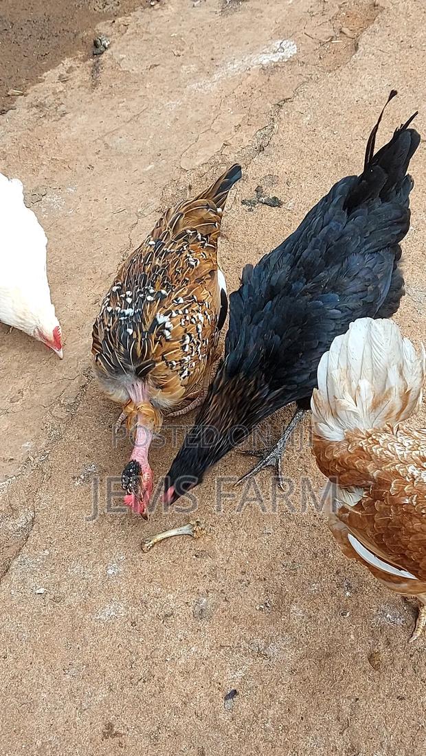 Mature Laying Pure Kienyeji Hens - thumbnail 9