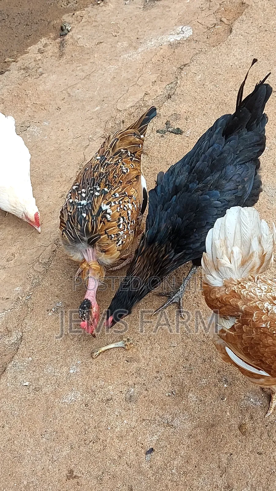 Mature Laying Pure Kienyeji Hens