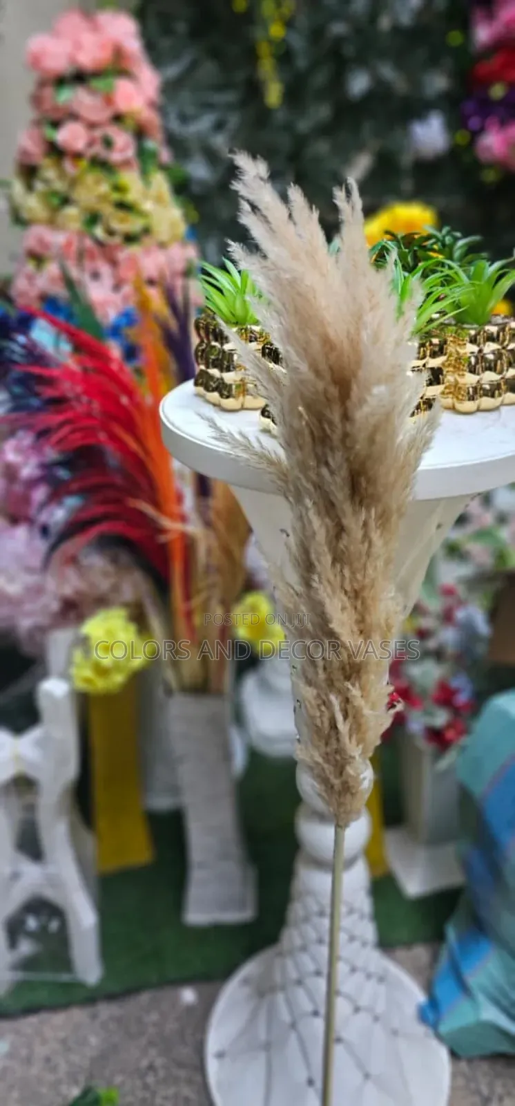 Imported Pampas Grass Available on Order