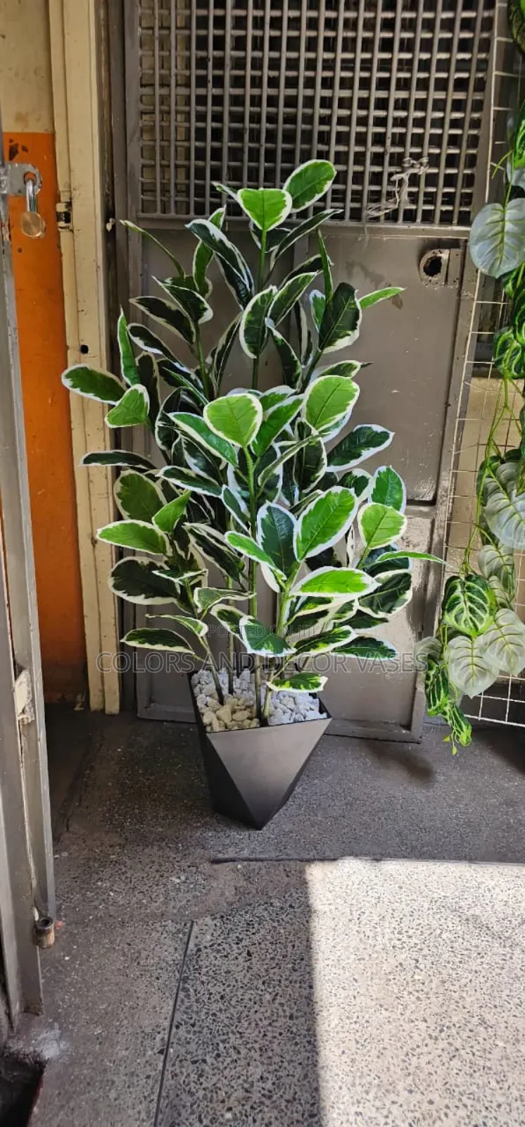 Elegant Plant Nice for Home Decor