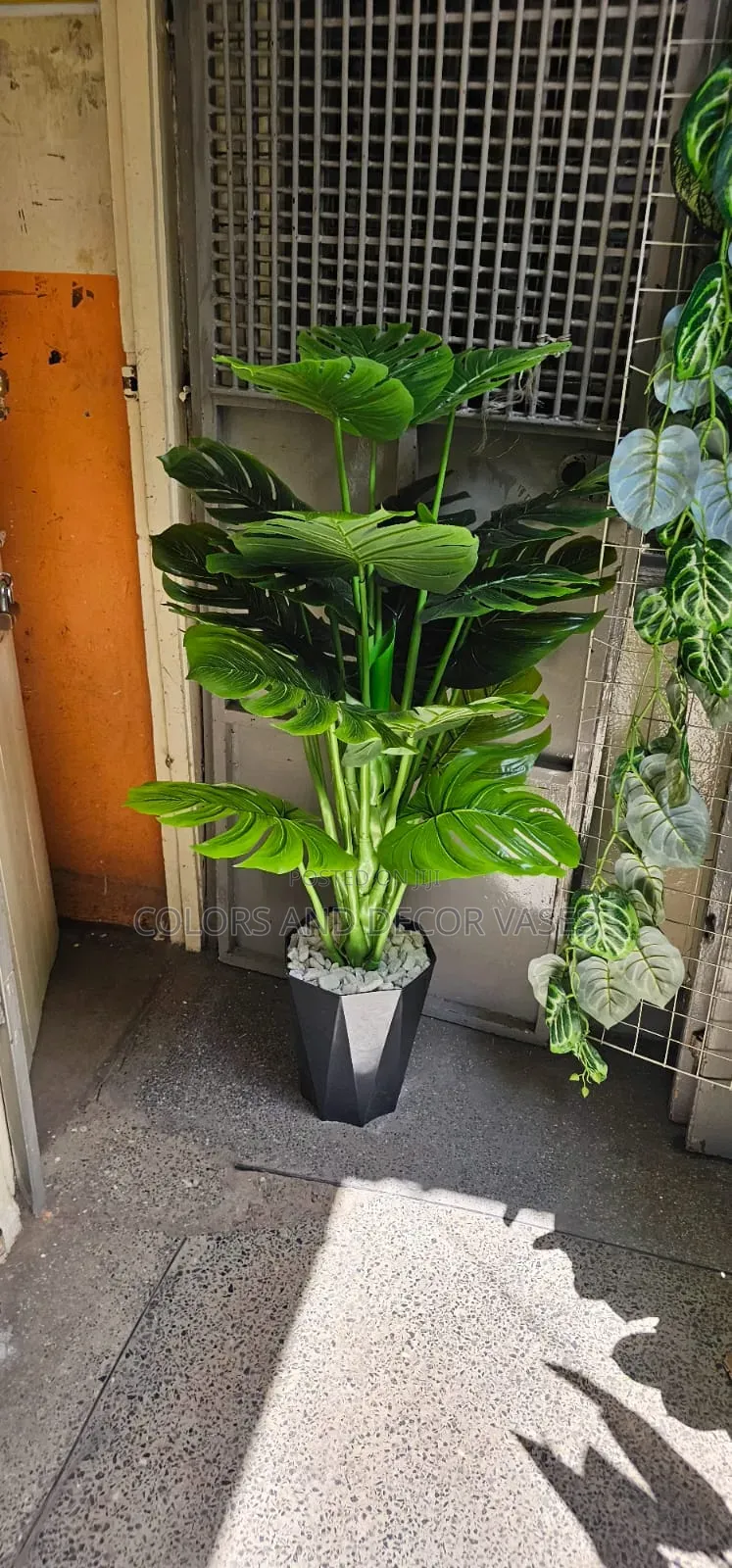 Big Plant With Black Vase and Decorative Stones