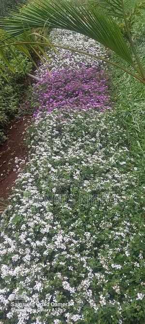 Land Scaping