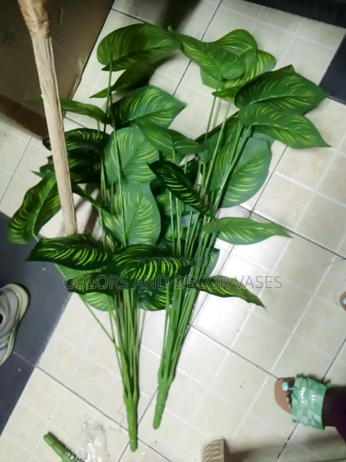 Stripped Long Plant