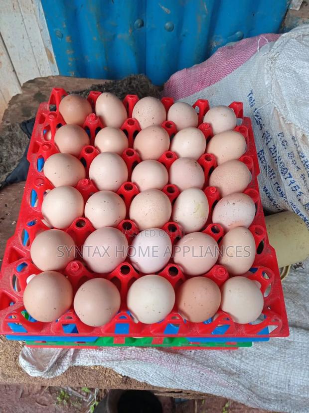 Fertilized Kienyeji F1 Eggs - thumbnail 2
