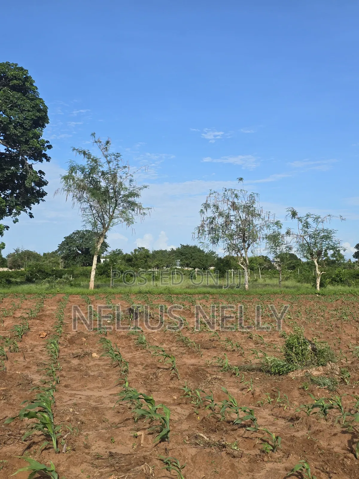 Bofa Prime 3rd Row Beach Plots for Sale