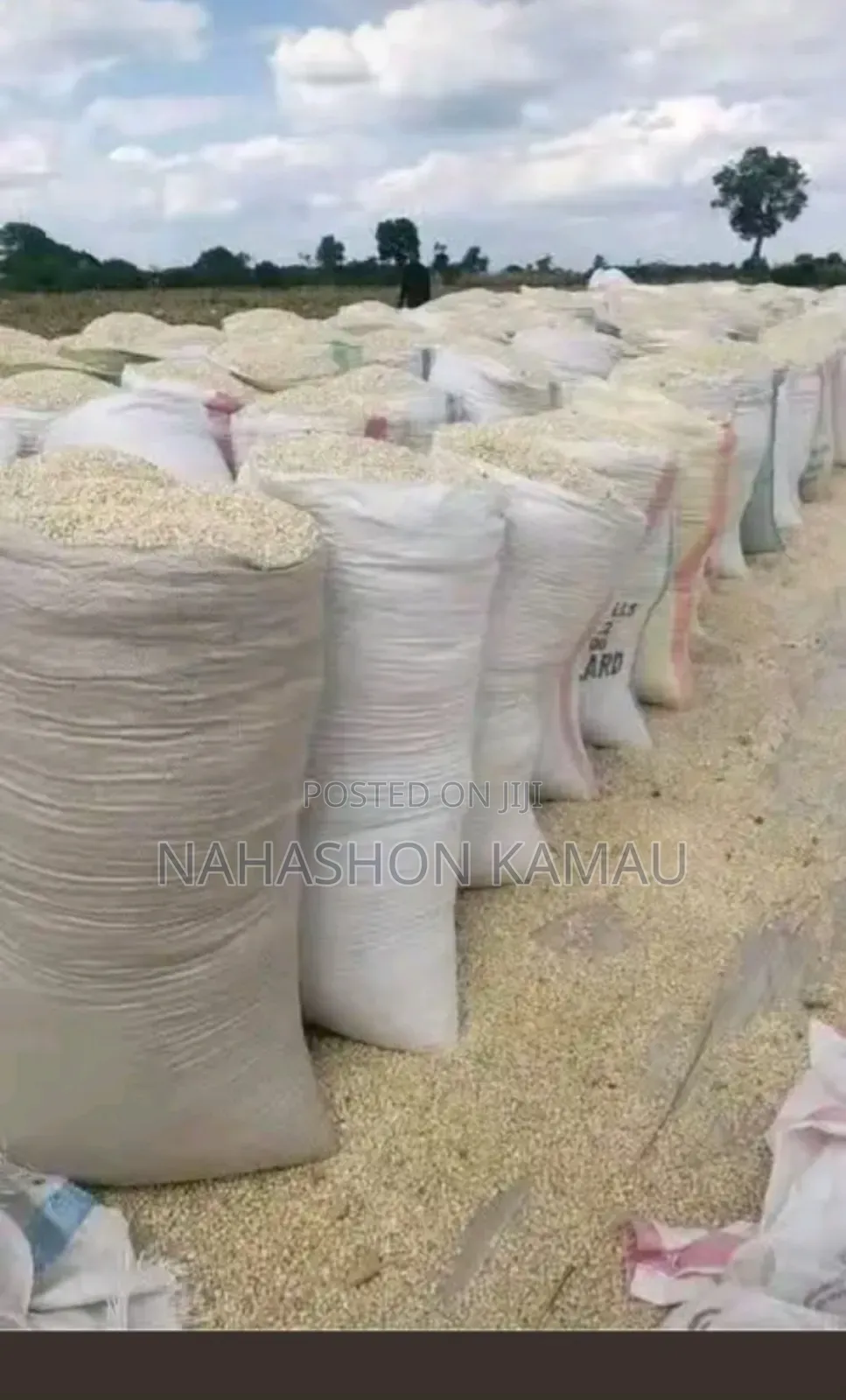 Dried Maize
