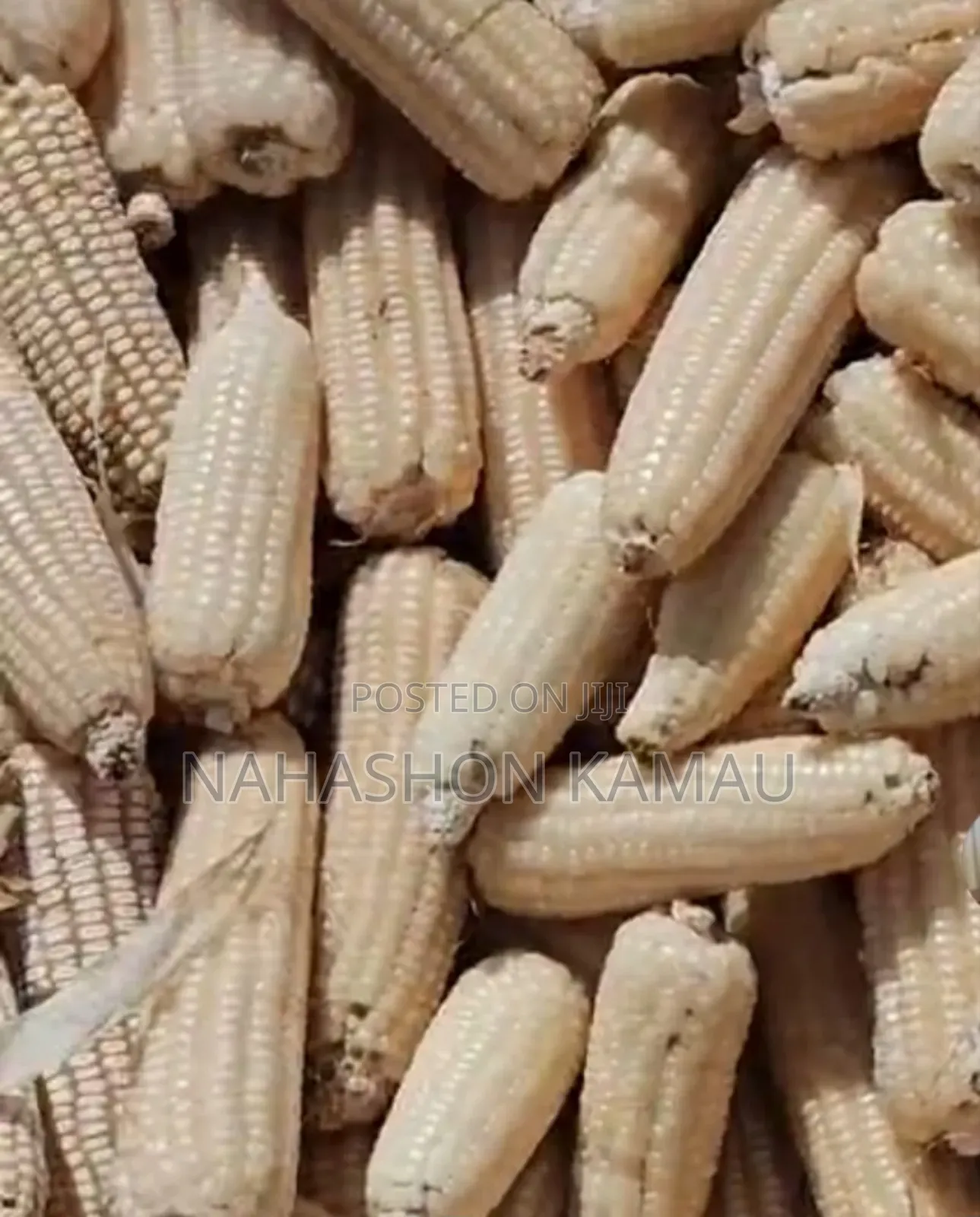Dried Maize