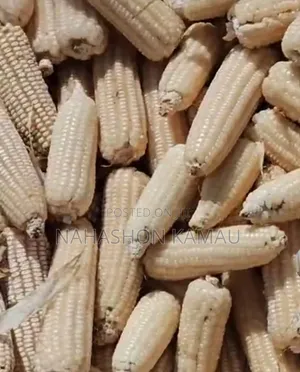 Dried Maize