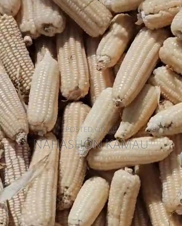 Dried Maize - thumbnail 3