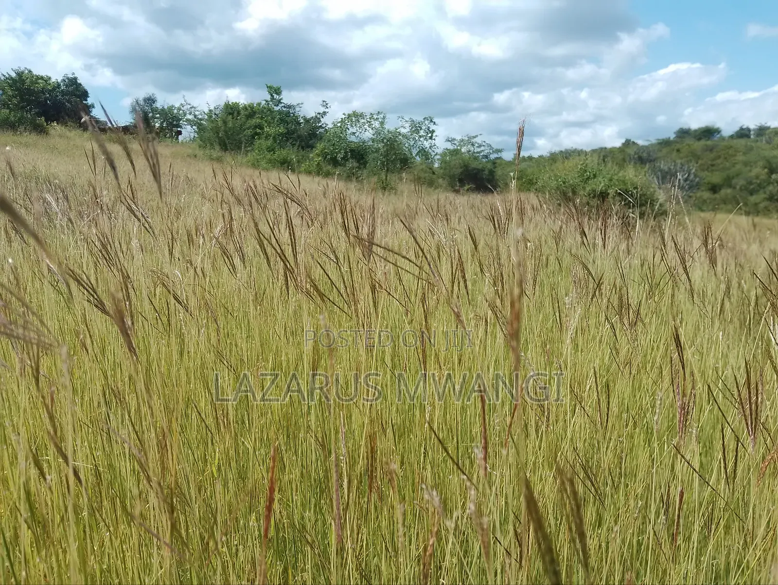 One Acre Mwea Karaba Kikumini Area Wango