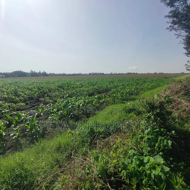 50 Acres for Sale in Kabarak Nakuru - thumbnail 4