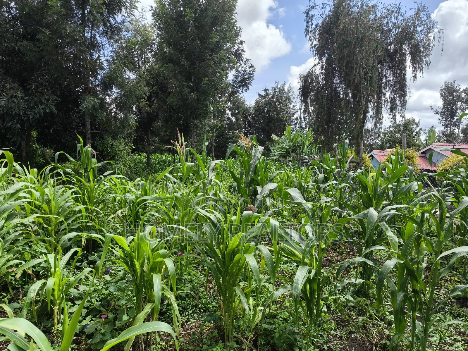 Quarter Acre Plot on Sale in Ngong, Ol Keri Touching Tarmac