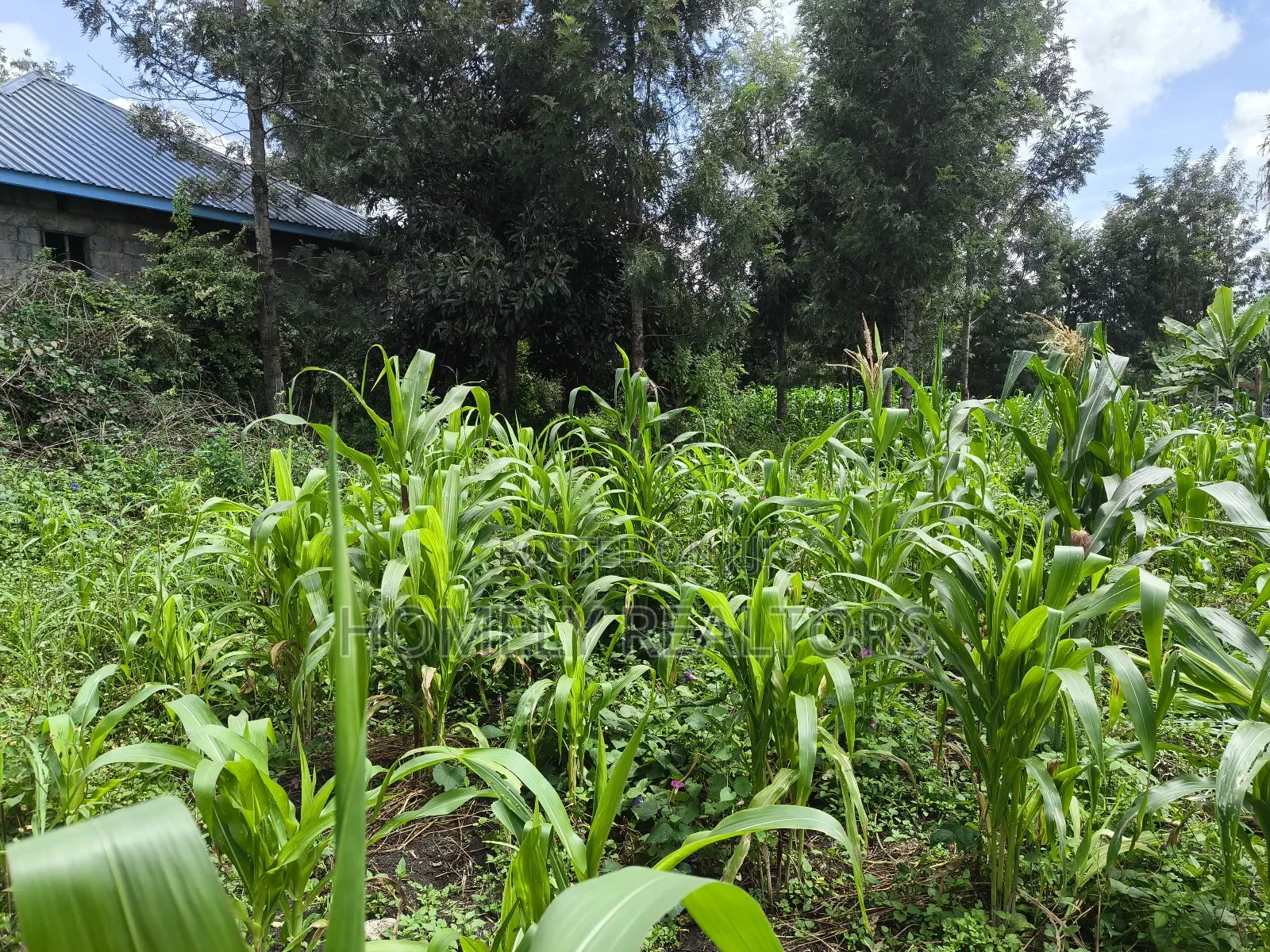 Quarter Acre Plot on Sale in Ngong, Ol Keri Touching Tarmac