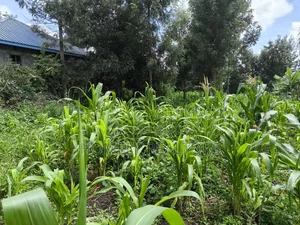 Quarter Acre Plot on Sale in Ngong, Ol Keri Touching Tarmac