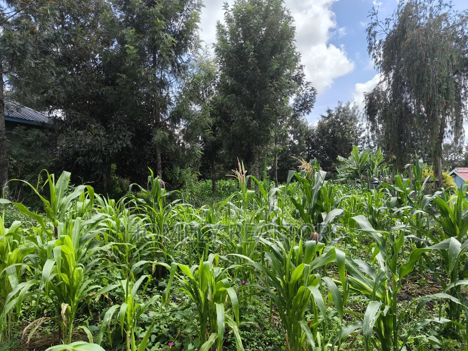 Quarter Acre Plot on Sale in Ngong, Ol Keri Touching Tarmac