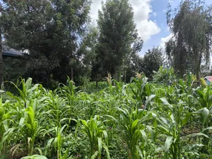 Quarter Acre Plot on Sale in Ngong, Ol Keri Touching Tarmac
