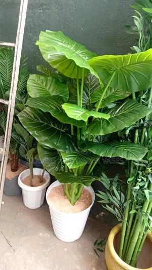Plain Green Big Plant in Spiral Vase