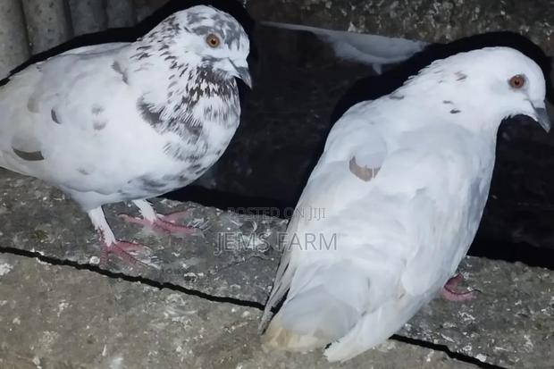 Mature Local Pegions Breeding Pairs - main view